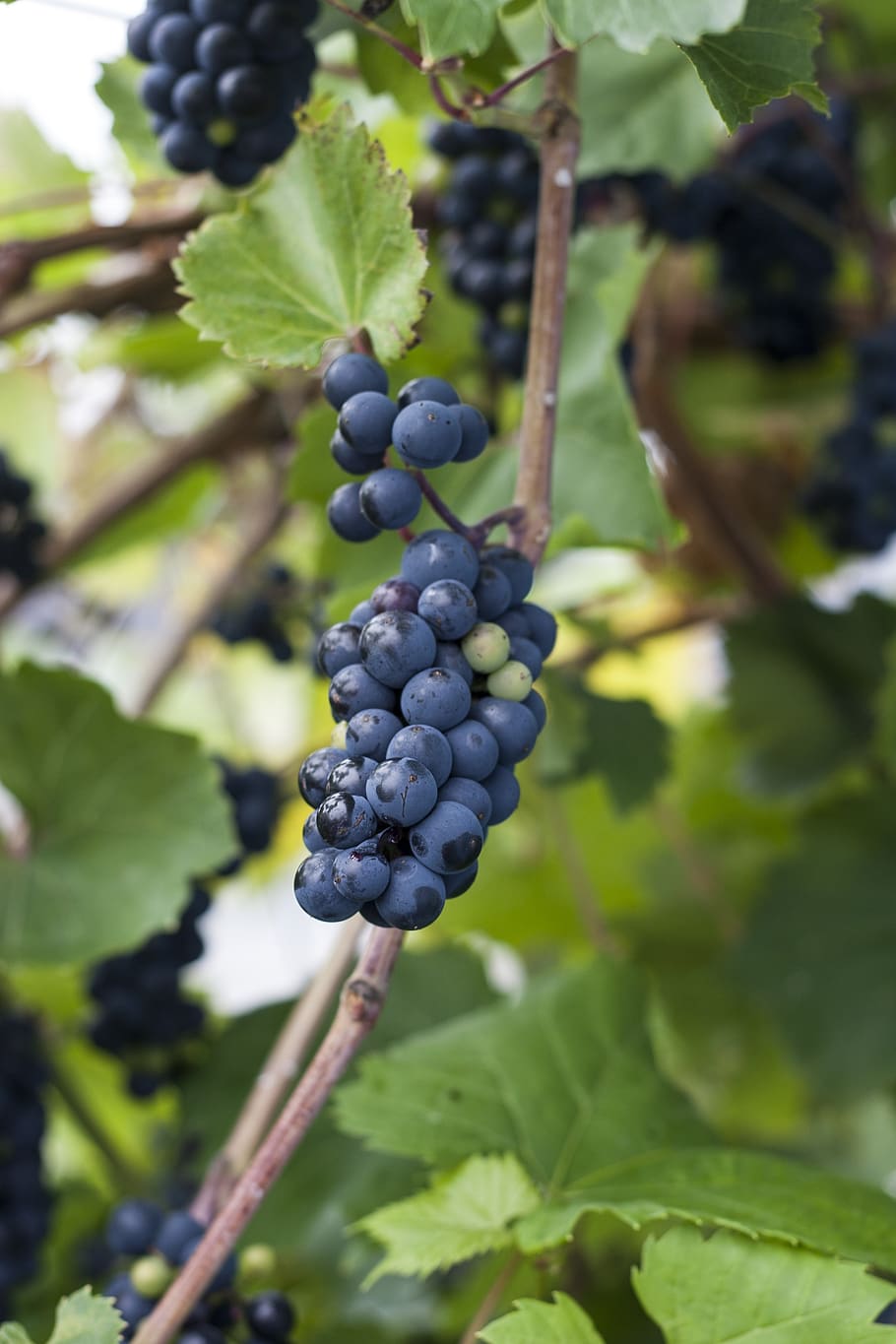 grapes, plants, berry, food and drink, healthy eating, fruit HD wallpaper