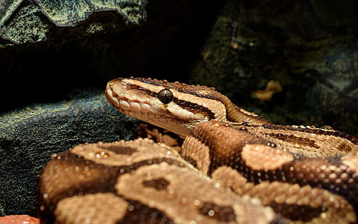 macro photography of brown snake, snakehead, drop of water HD wallpaper