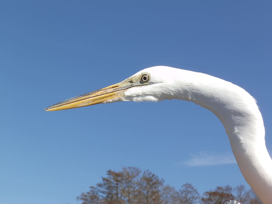 egret, white bird, water bird, bird head, beak, sky, nature