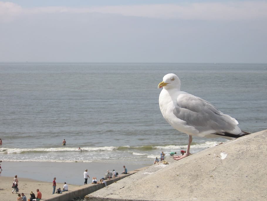 Seagull, Bird, Close, beach, horizon over water, sand, land HD wallpaper