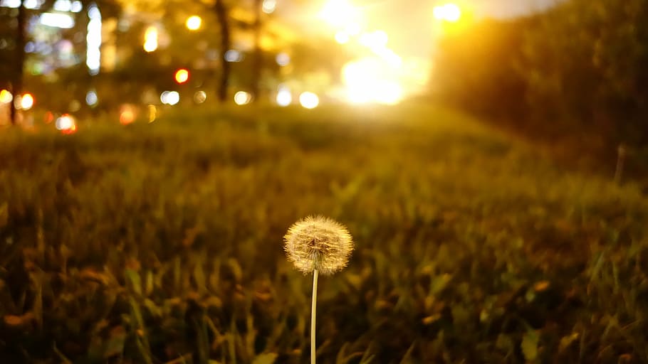 dandelion, seeds, pool, park, nature, grass, outdoors, summer HD wallpaper