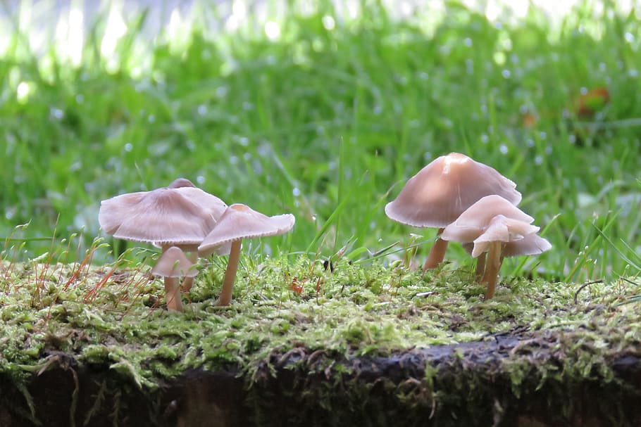 fungus, nature, grass, green, pink, pierre, fall, plant, mushroom HD wallpaper