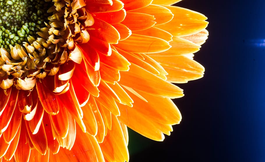 flower, macro, close-up, yellow, petal, vulnerability, fragility HD wallpaper