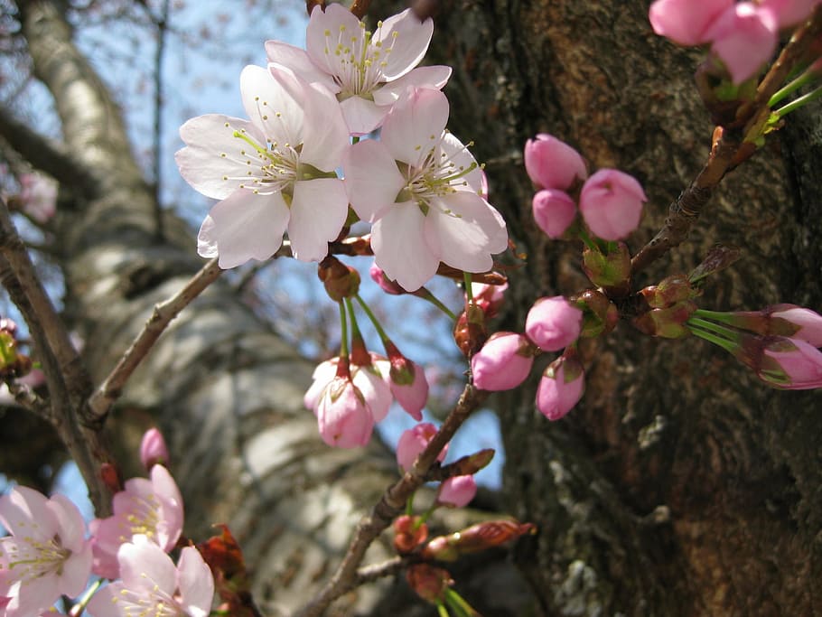 nature, tree, blossom, bloom, spring, pink, pink Color, branch HD wallpaper