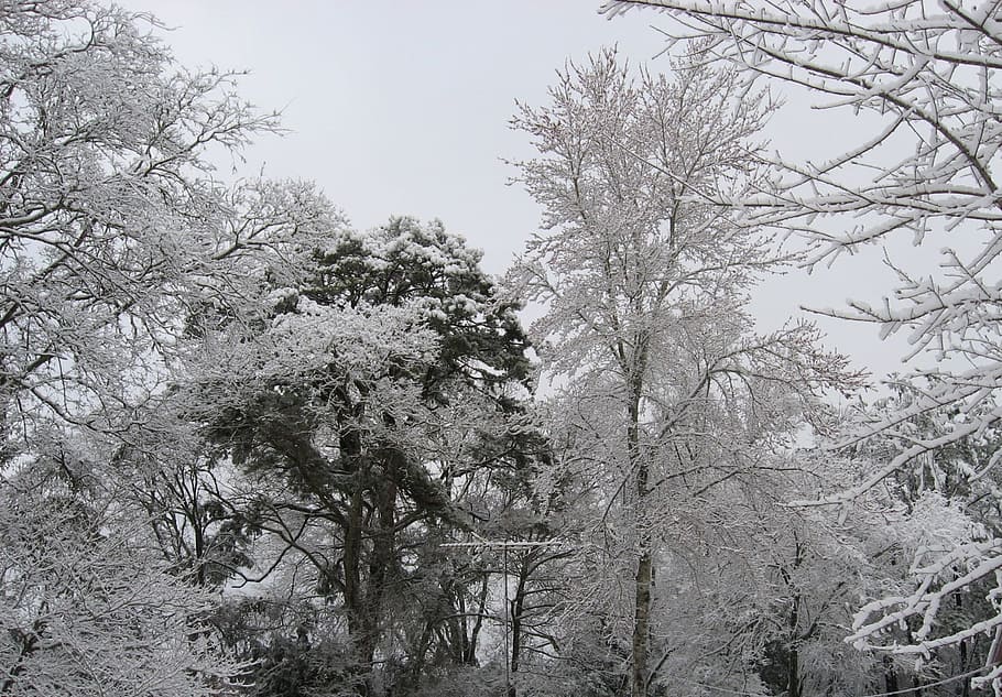 Winter, Trees, Snow, Ice, Texas, Season, landscape, white, frost HD wallpaper