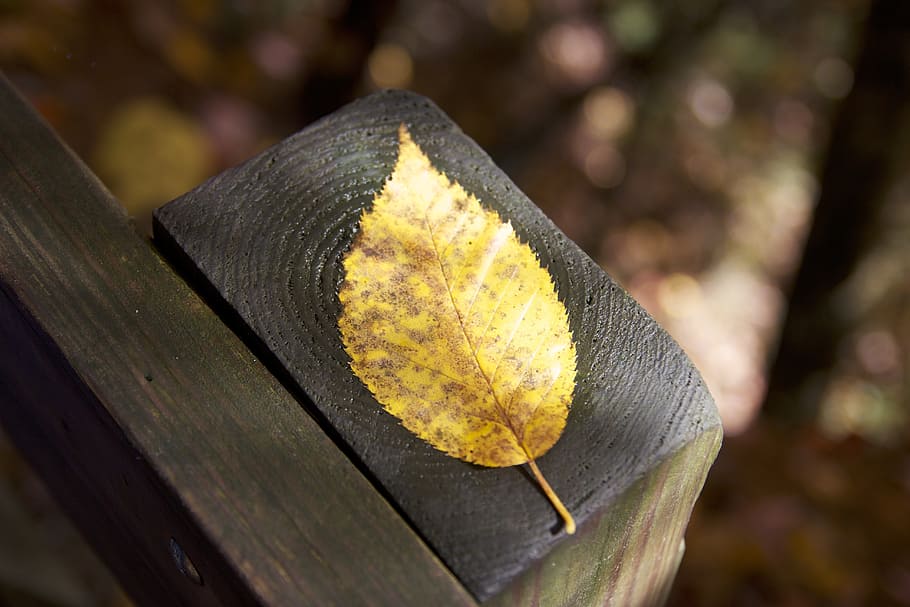 leaf, closeup, autumn, fall, yellow, post, fence, color, sun HD wallpaper