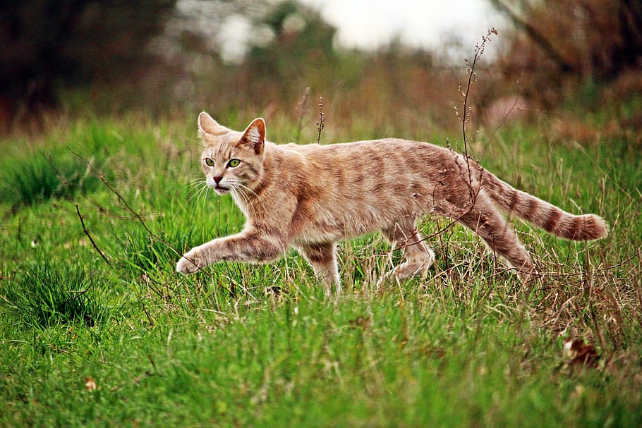 cat on grasses, mieze, kitten, domestic cat, tiger cat, animal themes HD wallpaper