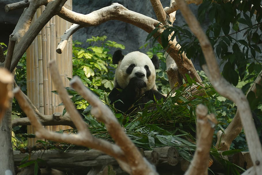 panda, bear, head drawing, mammal, black and white, panda bear, HD wallpaper