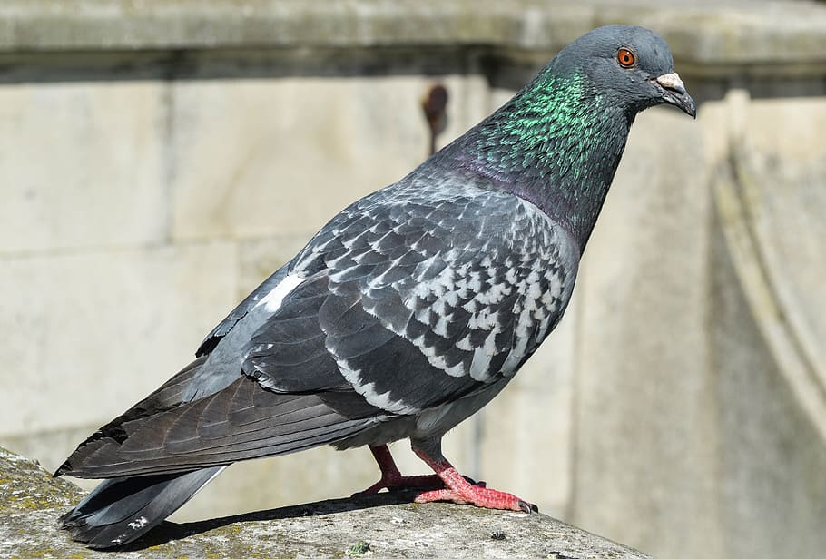 bird, pigeon, animal, city, feral, standing, outdoor, avian, HD wallpaper