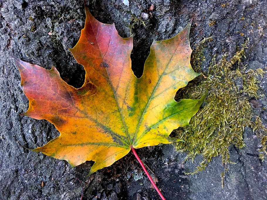 fall, leaf, fall leaves, season, nature, autumn, plant part HD wallpaper