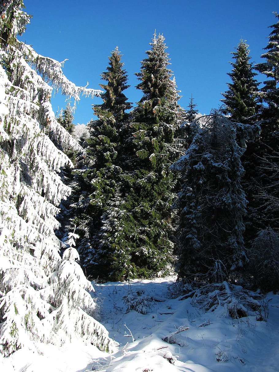 forest, landscape, nature, winter, view, snow, poland, tree HD wallpaper