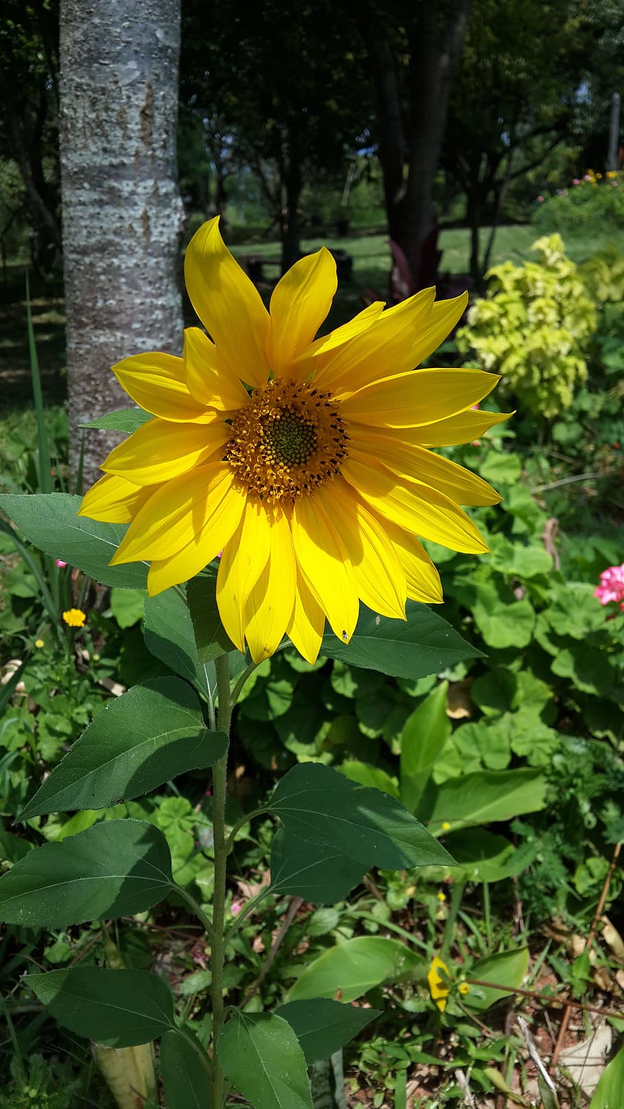 flower, sunflower, sol, flowering plant, vulnerability, fragility HD wallpaper