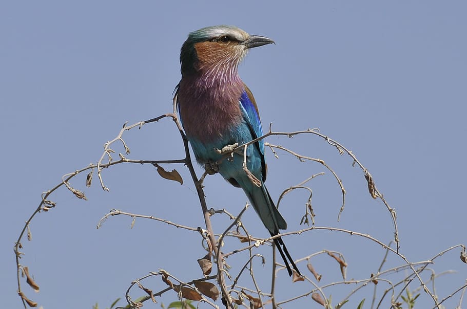 bird perching on twigs, forked roller, botswana, chobe river HD wallpaper