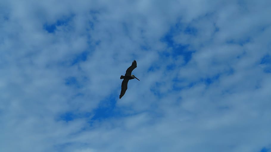 bird, sky, wings, dom, nature, the flight of a bird, fly, bird view HD wallpaper
