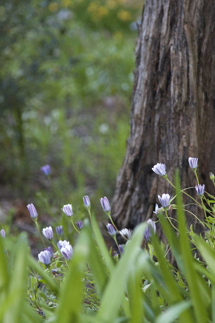 blue flowers under brown tree close-up photography, Daisies HD wallpaper