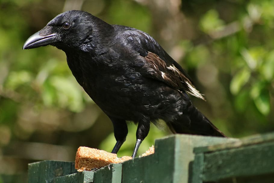 black raven on green wooden surface during daytime, Crow, Feather HD wallpaper