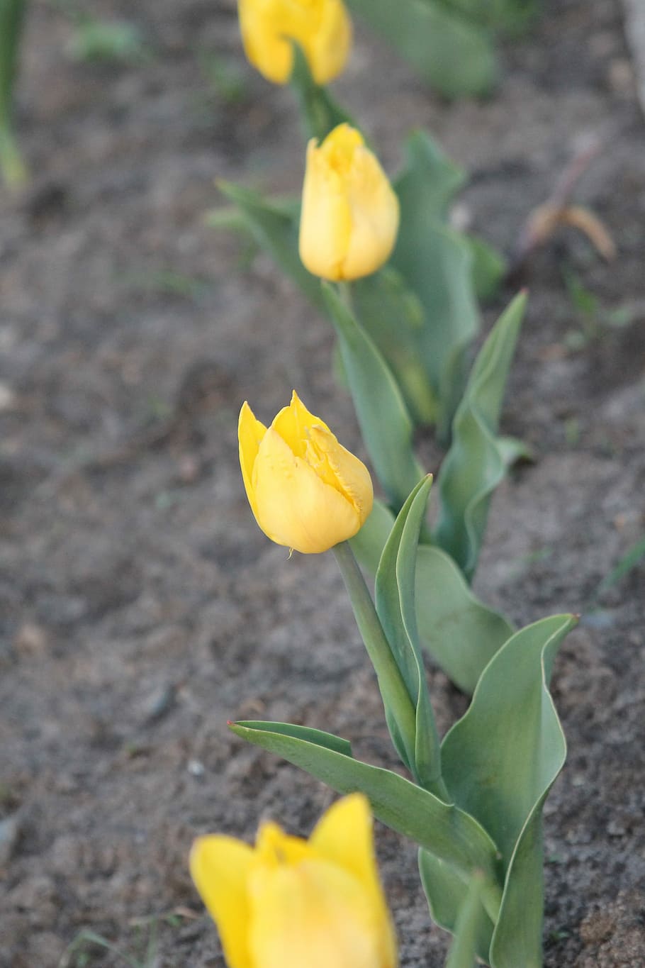 Flower, Tulips, spring, spring flowers, yellow, close-up, day HD wallpaper