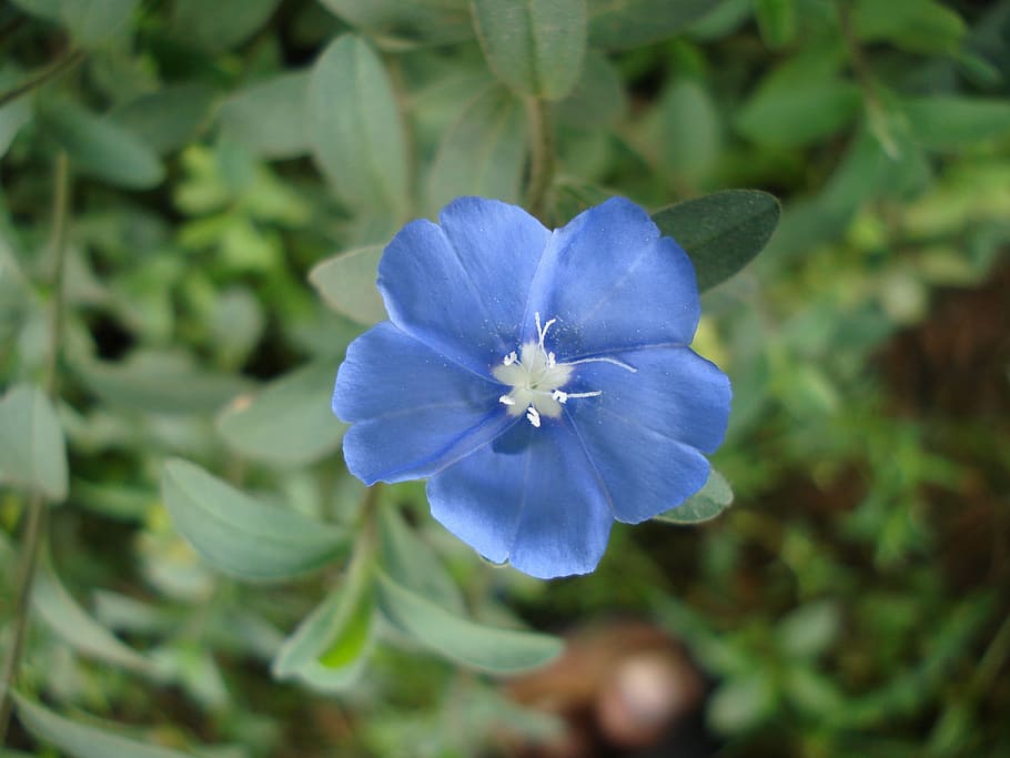 geranium, flower, nature, sky blue, green, plant, purple, summer HD wallpaper