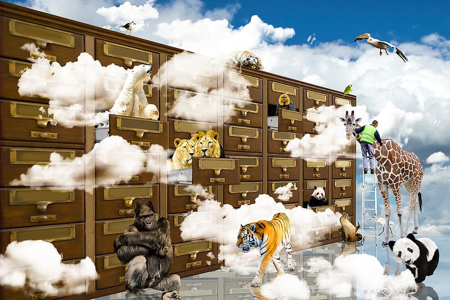 assorted-color animals illustration, fantasy, clouds, lion, tiger