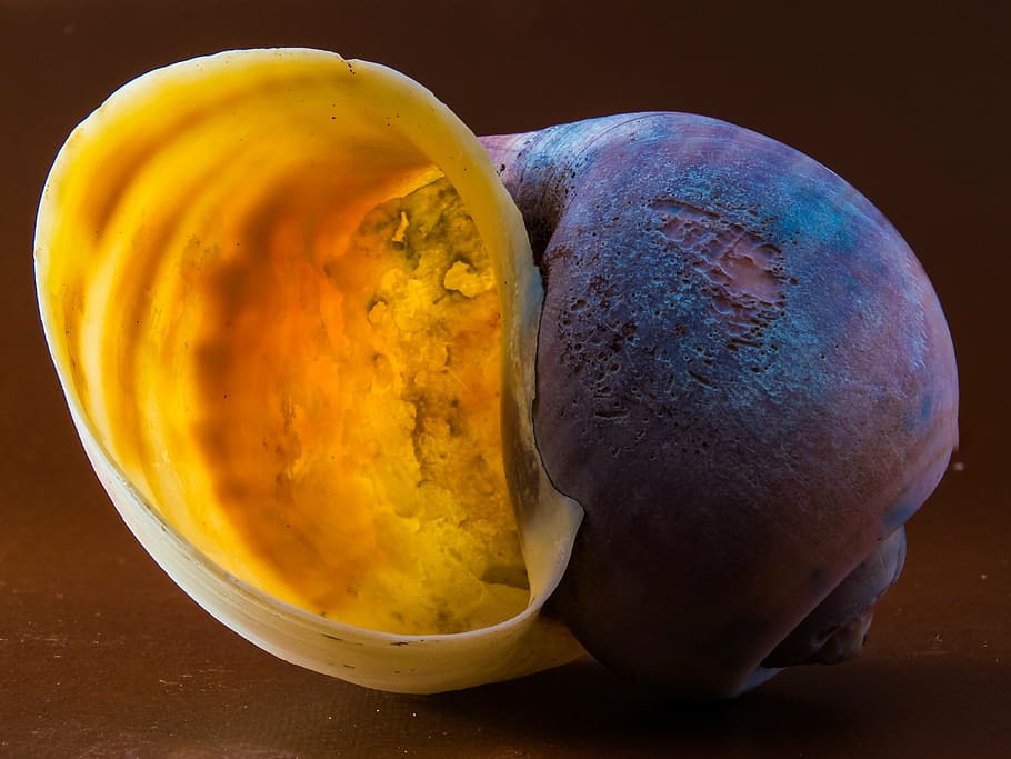 brown snail shell, close, food, organic, freshness, yellow HD wallpaper