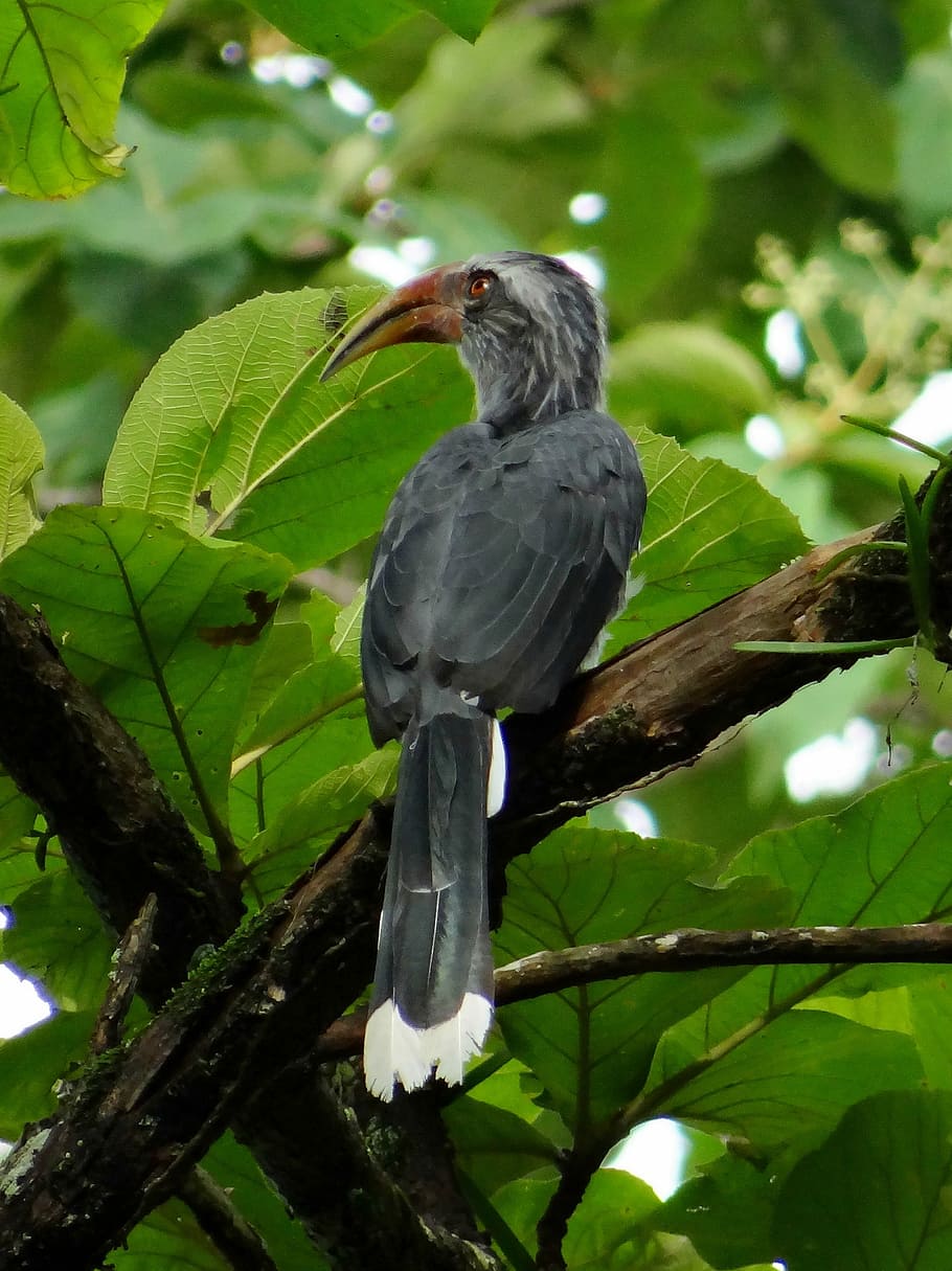 Malabar Grey Hornbill, Ocyceros Griseus, endemic, western ghats, HD wallpaper