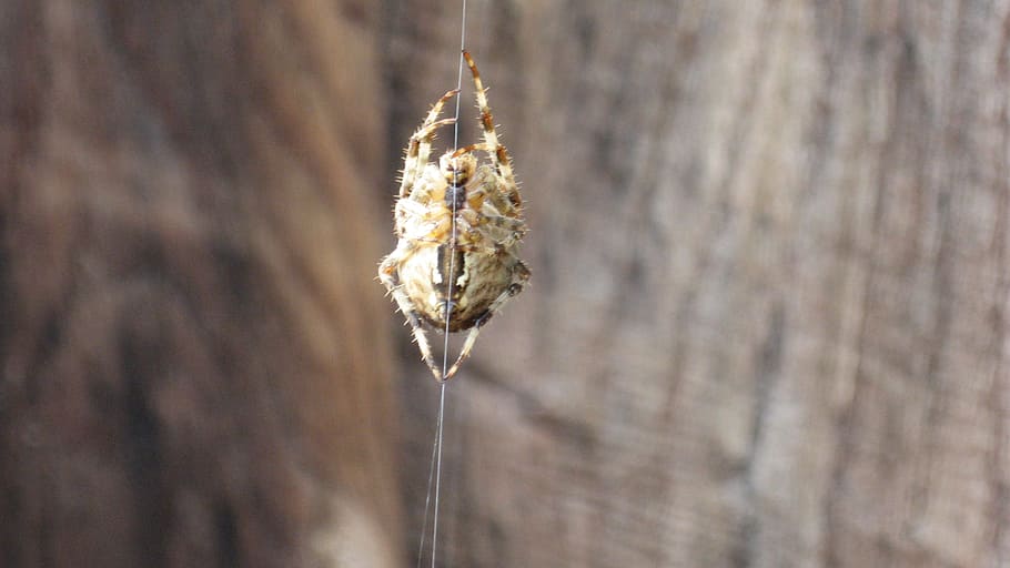 Spider, Insects, Nature, Web, Field, no people, day, cocoon HD wallpaper