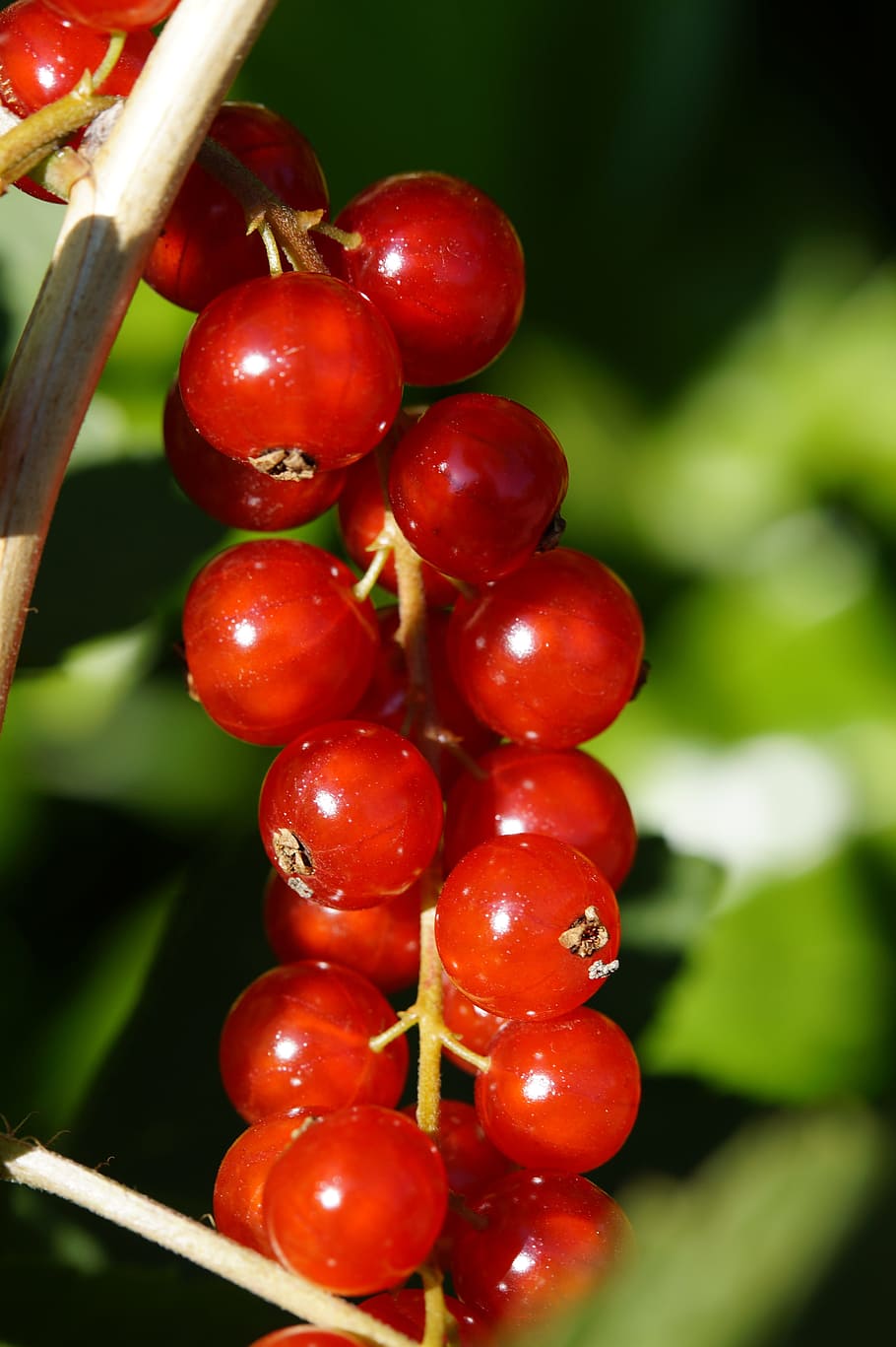 currants, berries, red, panicle, ripe, fruit, red currant, soft fruit HD wallpaper