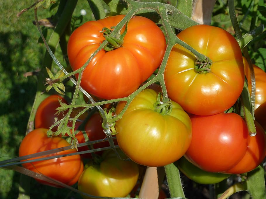 bunch of orange and yellow tomatoes, vegetable garden, vegetables HD wallpaper