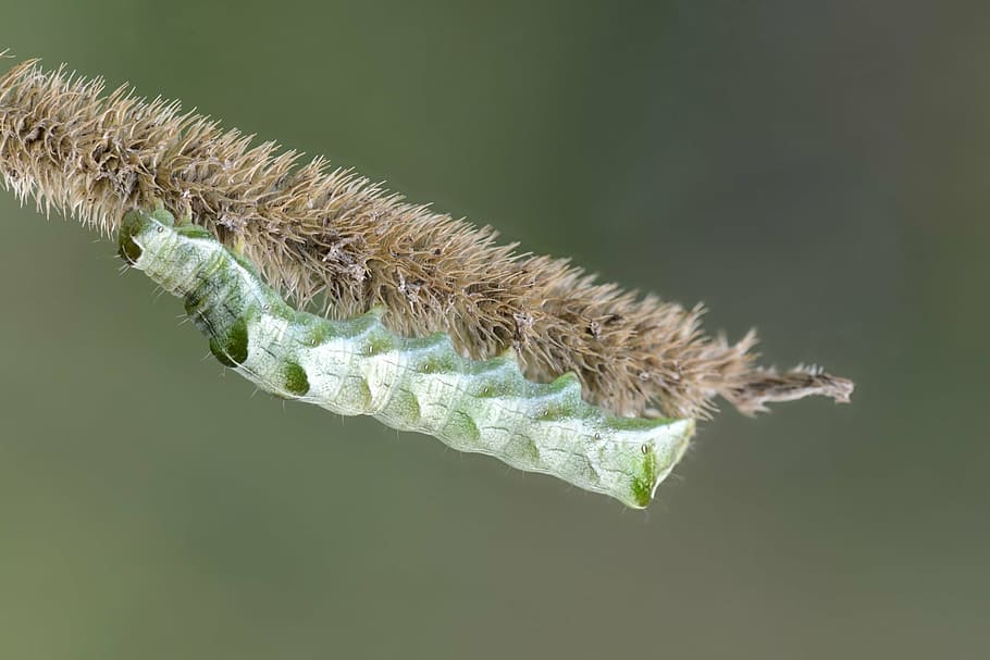 caterpillar, insects, nature, background, green, life, summer HD wallpaper