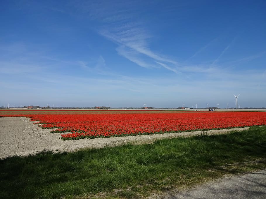 spring, tulip field, blue sky, environment, landscape, fuel and power generation HD wallpaper