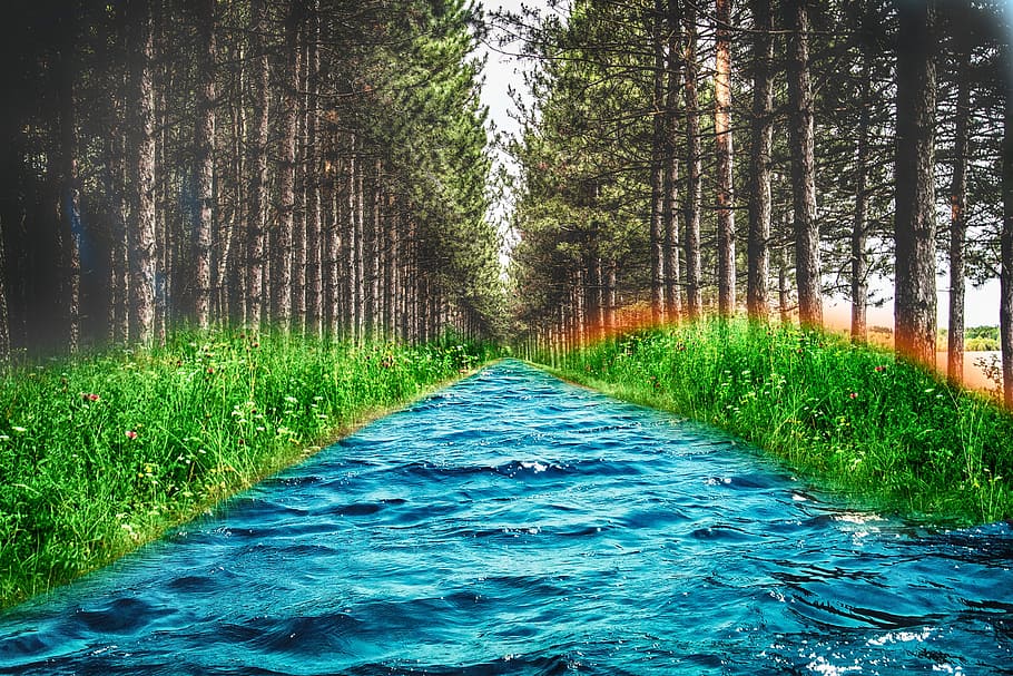 photography of body of water between green plants and trees HD wallpaper