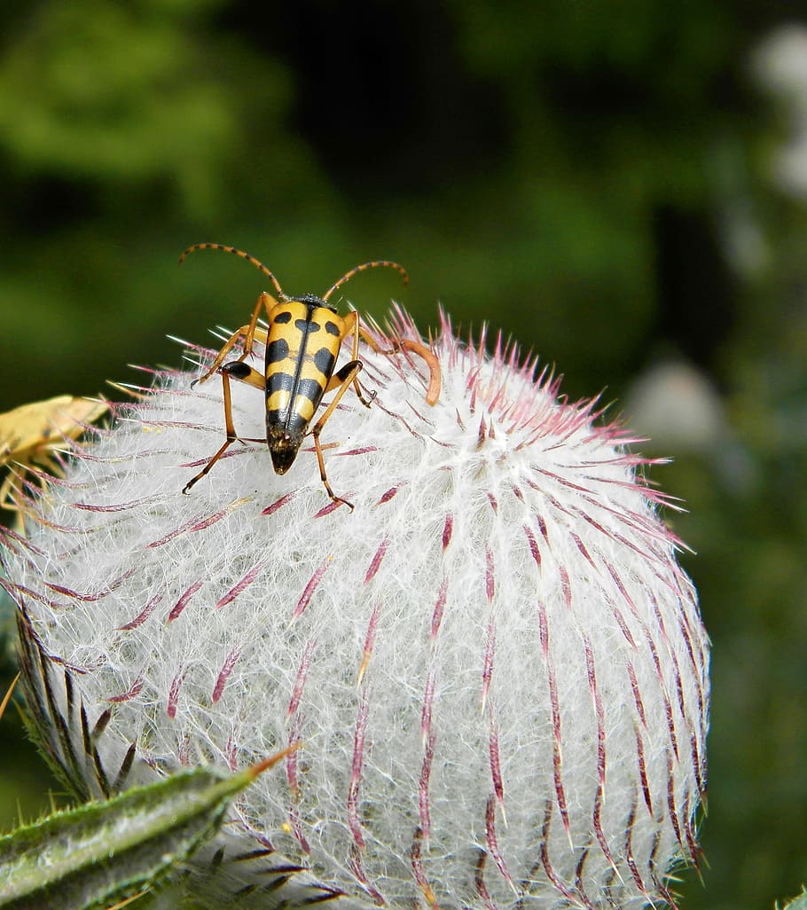 thistle, mountains, plant, animal themes, animals in the wild HD wallpaper