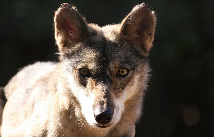 face, fox, looking, portrait, staring, wolf, one animal, animal themes HD wallpaper