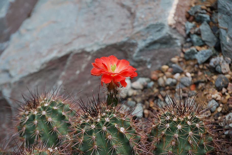 cactus, cactaceae, desert flower, spiky, thorns, flowering plant, HD wallpaper