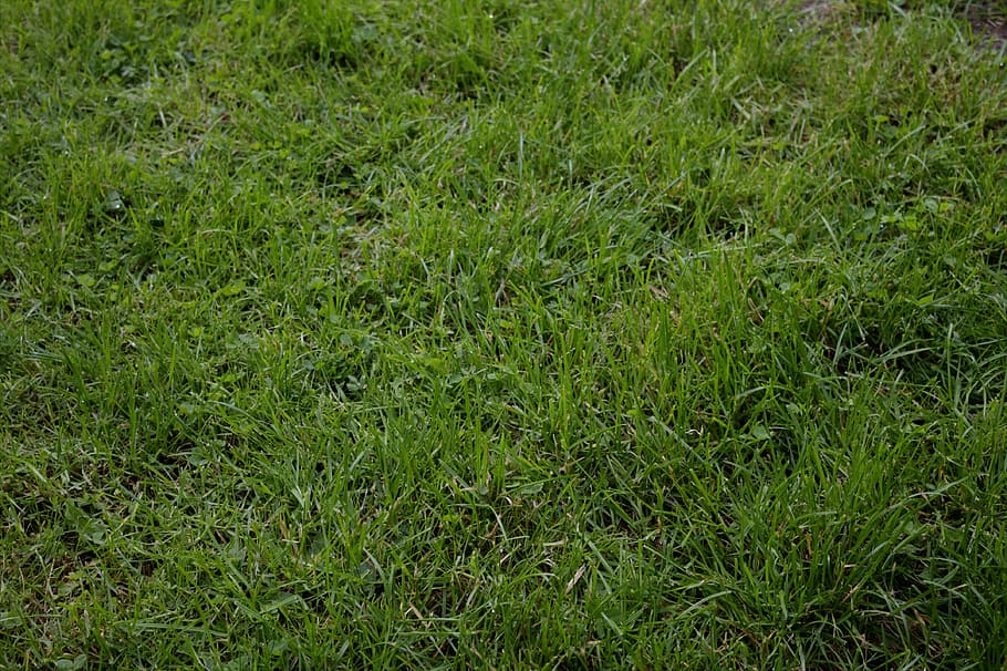 rush, meadow, space, landscape, texture, pasture, natural, natural lawn HD wallpaper