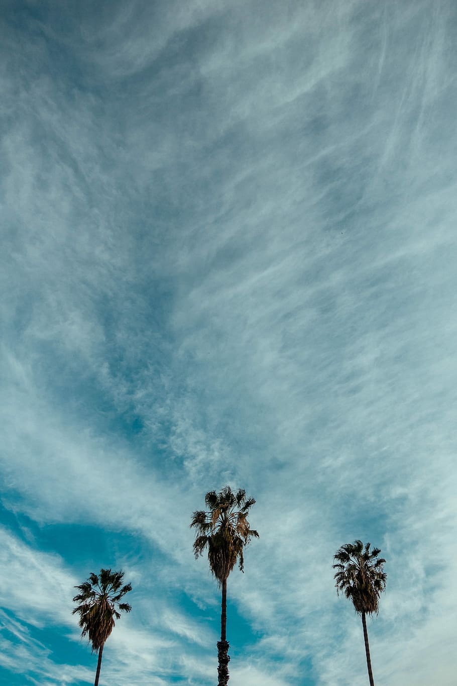 three palm trees under stratus clouds, green trees under blue sky