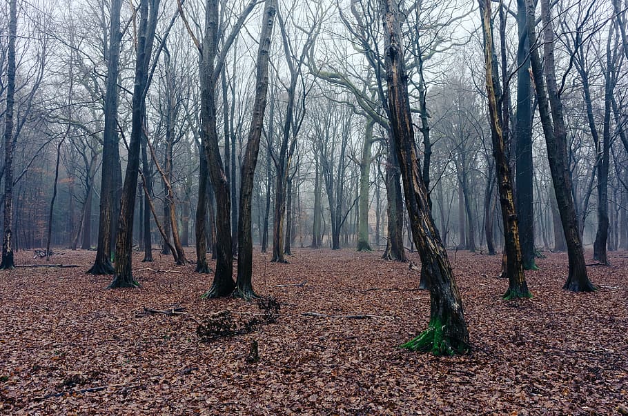 Fog in woods, landscape, nature, tree, forest, season, autumn HD wallpaper