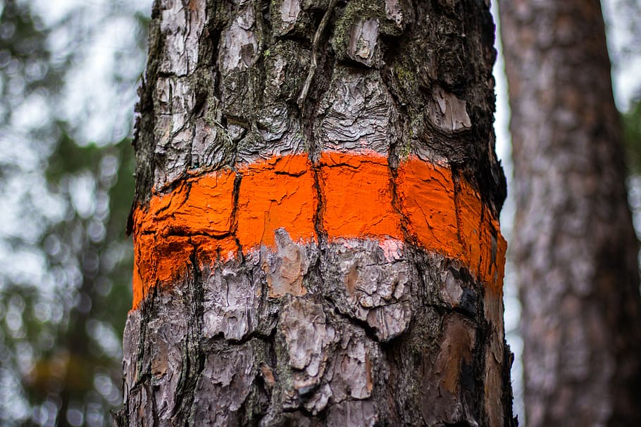 tree trunk with orange paint, selective focus photo of orange mark on tree HD wallpaper