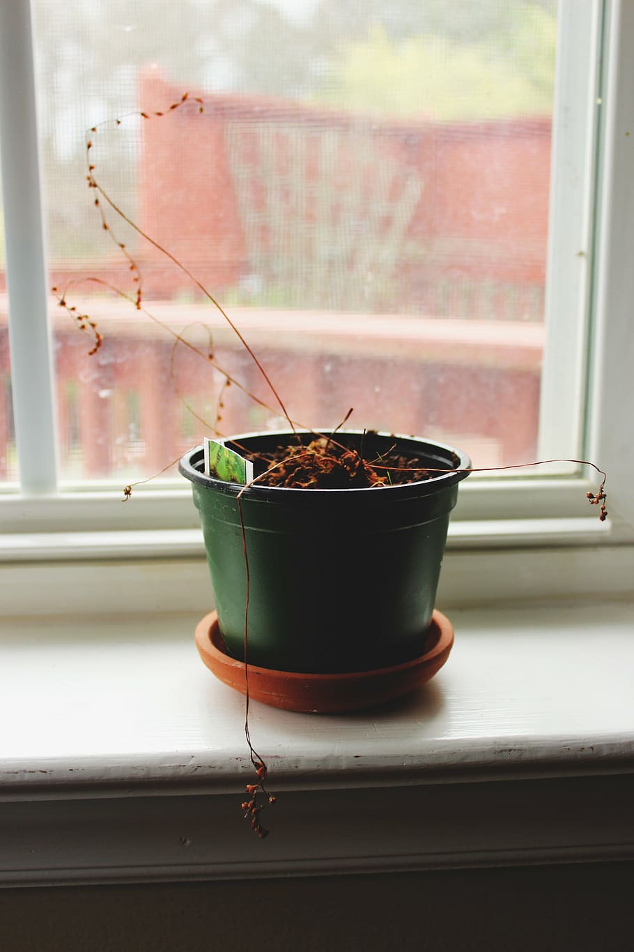 green flower vase beside window, brown, plant, plastic, pot HD wallpaper