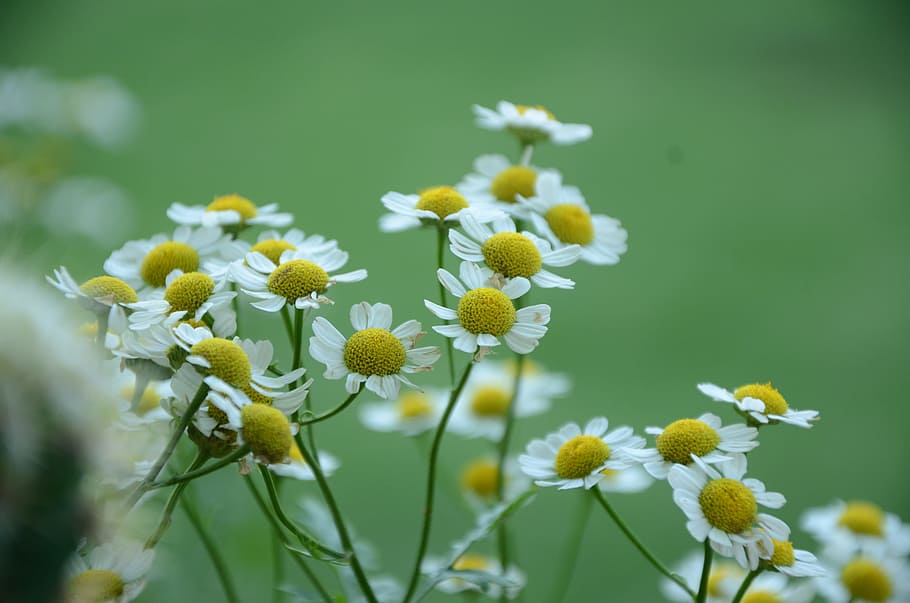 nature, flowers, garden, petals, bloom, blooming, blossom, blur HD wallpaper