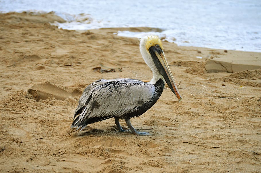 ave, pelican, sand, beach, animal, feathers, peak, fauna, sea bird HD wallpaper