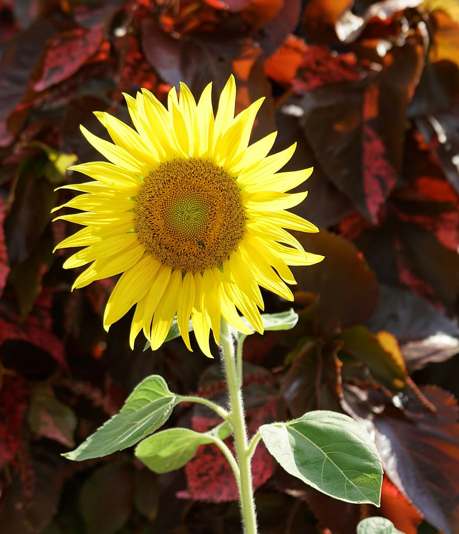 sunflower, nature, flora, leaf, summer, field, bright, petal HD wallpaper