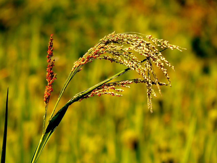 green plant shallow focus photography, agriculture, crops, field HD wallpaper