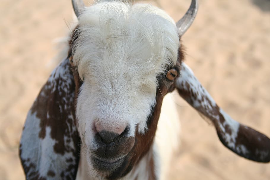 goat, biquet, india, animal, mammal, animal themes, livestock HD wallpaper
