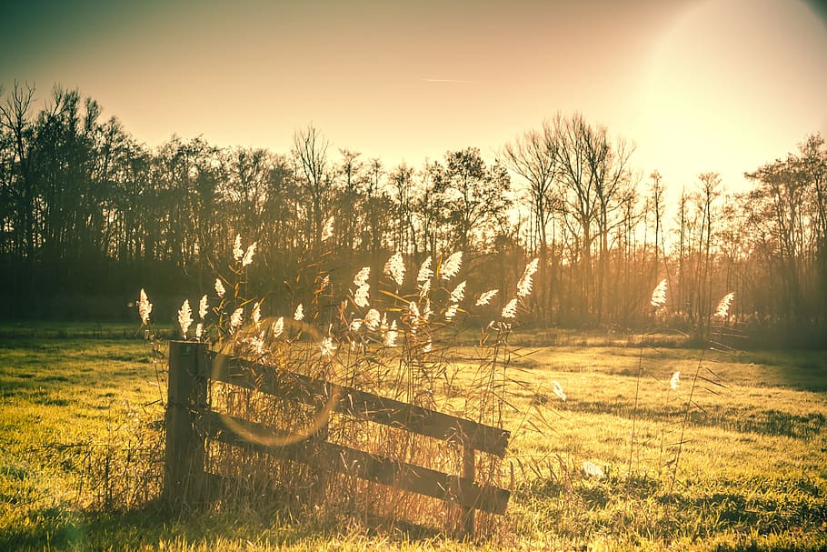 dawn, nature, sunset, landscape, season, light, autumn, outdoor HD wallpaper