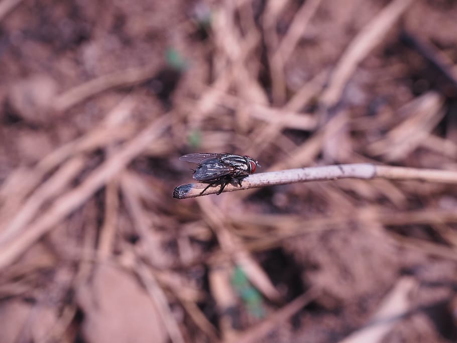 flies, lunch, insects, arid, nature, animal, macro, close-up HD wallpaper