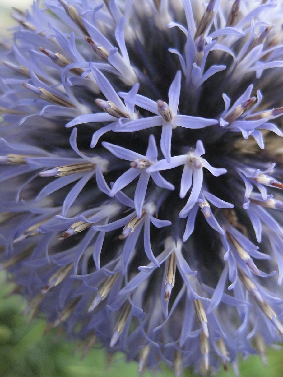 globe thistle, blue, close up, flower, close-up, beauty in nature, HD wallpaper