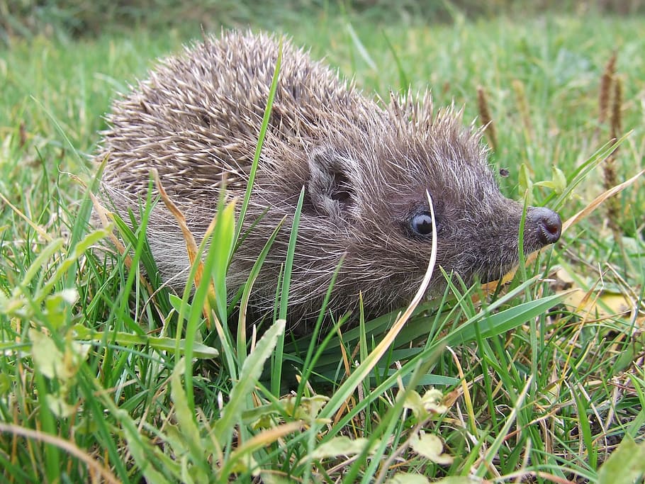 is from, hedgehog, thorns, animal, poke, grass, mammal, wildlife HD wallpaper