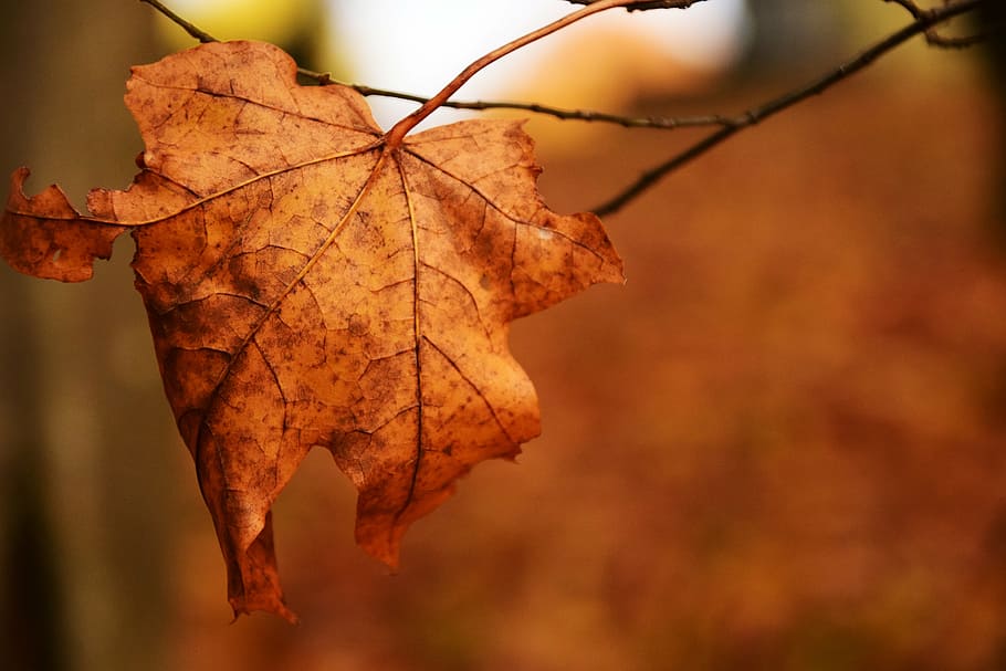 leaf, nature, autumn, leaves in the autumn, transience, october
