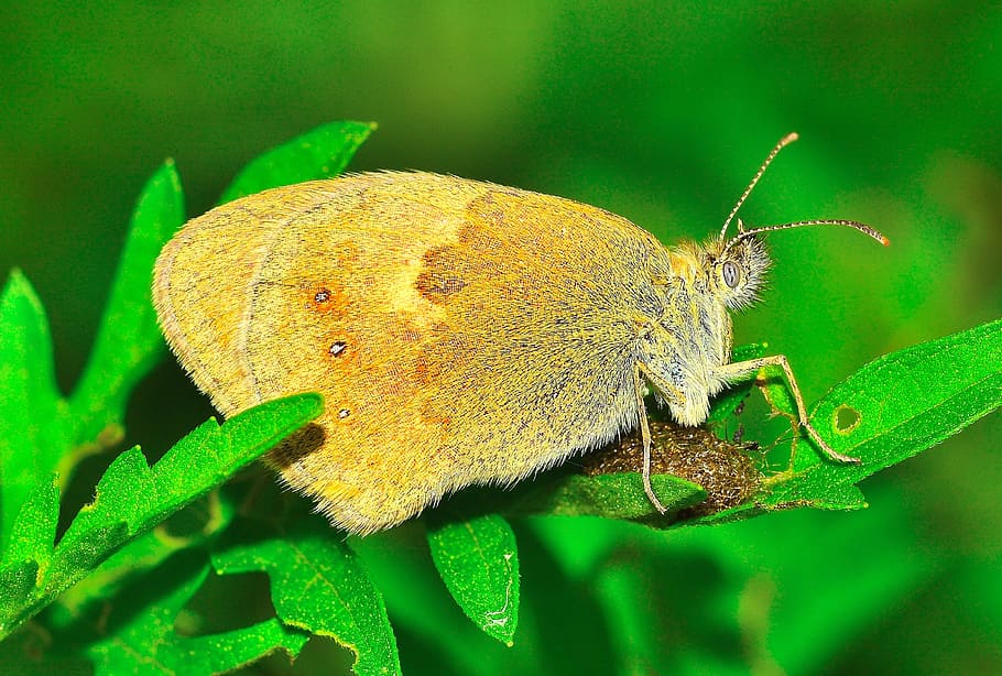 insects, moth, butterfly, macro, one animal, animal themes HD wallpaper
